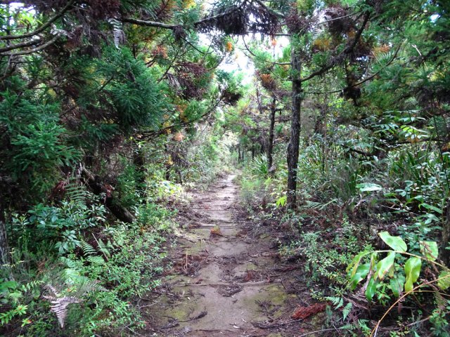 Sentier large, un peu glissant sous les cryptomerias