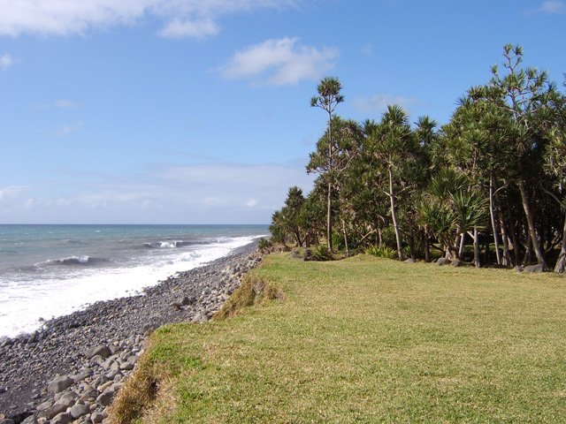 Pelouse et premiers vacoas (pandanus)