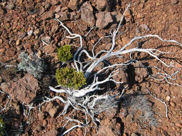 La végétation s'accroche comme elle peut aux pentes sèches et ventées
