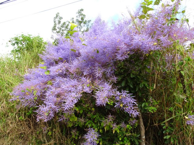 De grosses touffes de faux patchoulis décorent la rue en pente