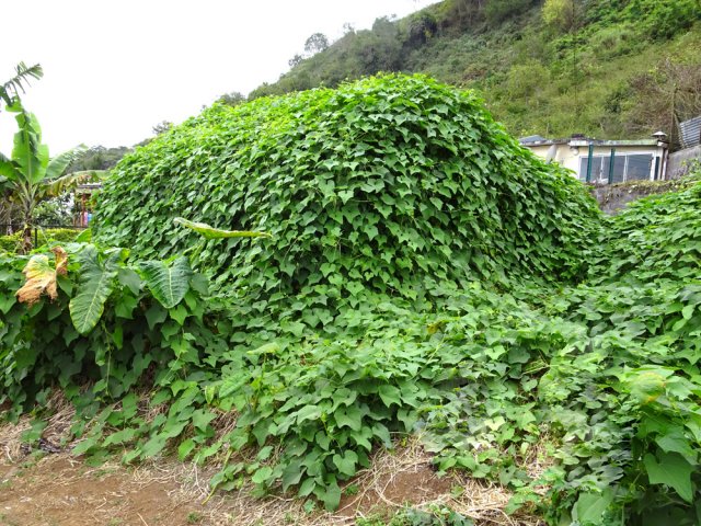 On reconnais encore la case sous la treille de chouchous