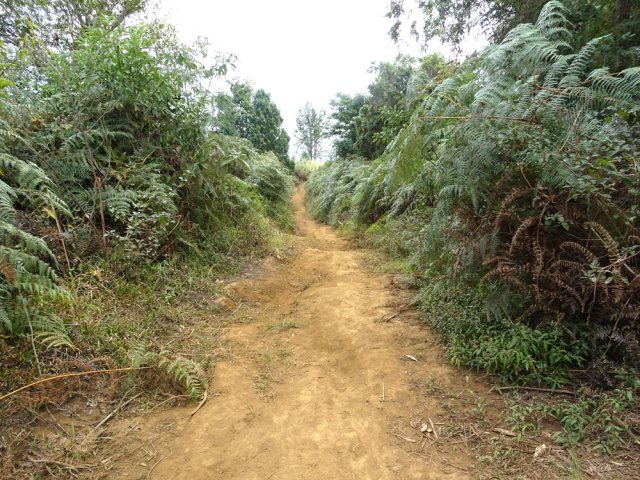 Puis elle se transforme en sentier bordé de fougères