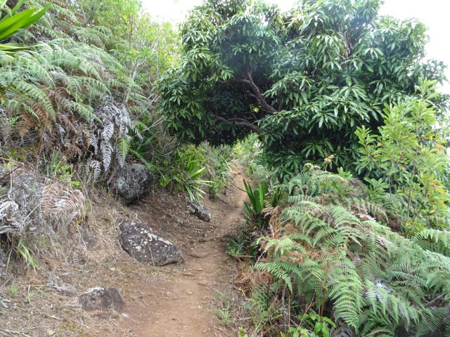 Un manguier esseulé en fin de montée