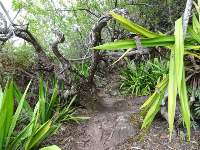 Faux poivriers et chocas omniprésents