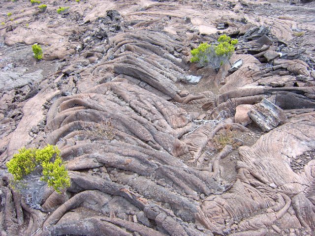 Peu de nutriments sur la lave cordée pour le développement des plantes