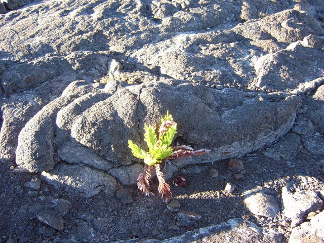 Une fausse osmonde tente sa chance dans cet univers minéral