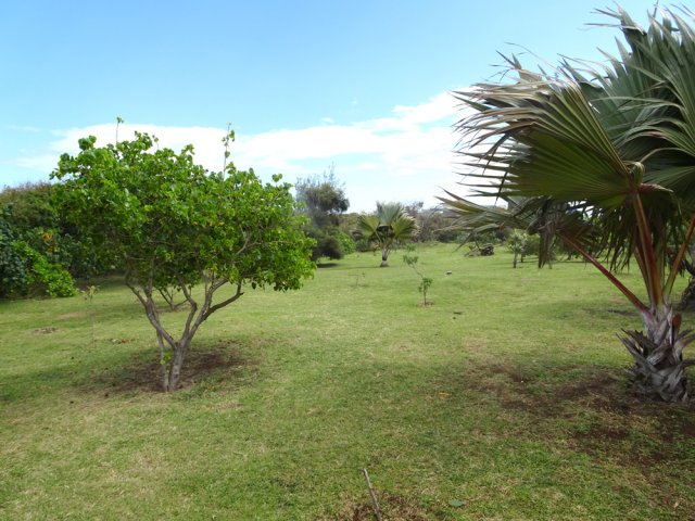 In fine, cette prairie devrait devenir un petit parc arboré