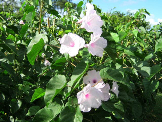 De belles ipomées bordent le sentier