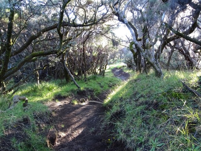 Branles et tamarins bordent le sentier presque plat
