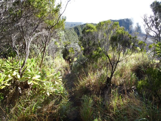 Le sentier, moins fréquenté, devient plus étroit