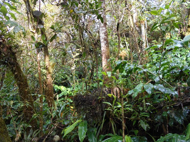 Hors sentier, la végétation est trop touffue pour y pénétrer