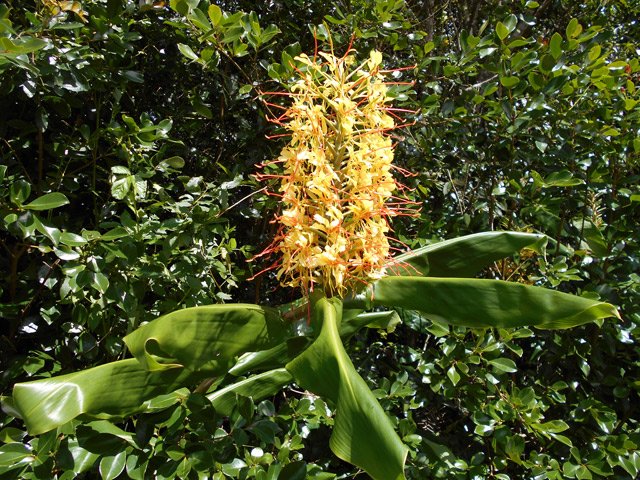 La beauté de la fleur de 40 cm est inversement proportionnelle à l'inutilité de la plante