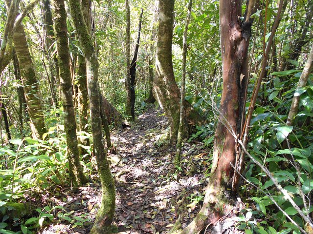 Belles zones recouvertes de bois de couleurs moins envahies de longoses