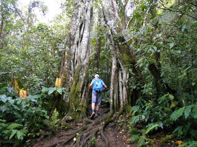 Quelques magnifiques spécimens d'affouches bordent le sentier