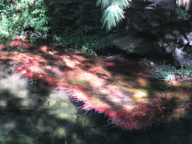 Racines de filaos rouges dans la rivière