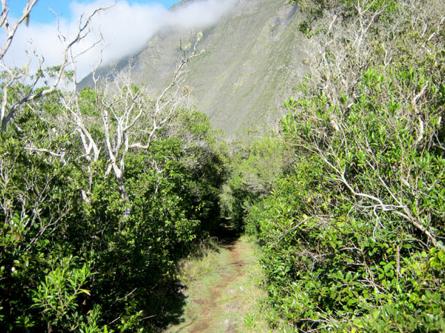 Le sentier en descente vers le Plateau des Cascades