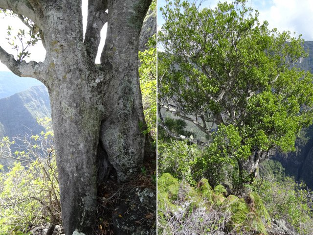 Un bois rouge esseulé a réussi l'exploit de tenir durant les cyclones