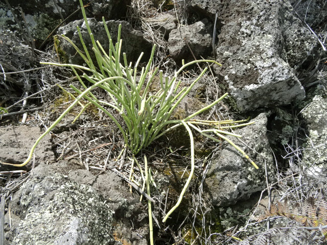 Une plante succulente qu'on a peu l'habitude de rencontrer semble se plaire sur cette crête