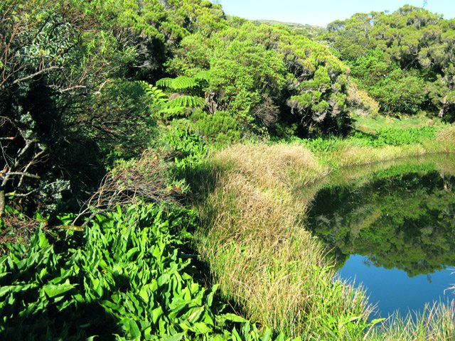 Les arums poussant tout autour, magnifiques en période de floraison