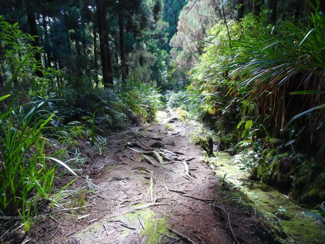 Début de la montée sur les racines de cryptomérias