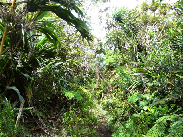 Les calumets et les cannes marronnes se mélangent agréablement