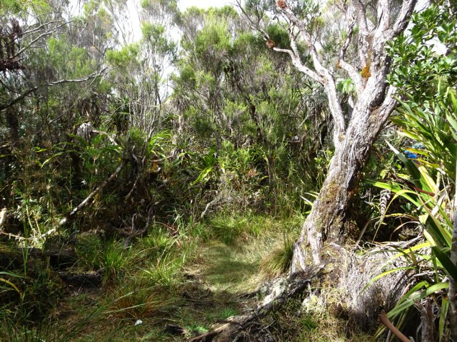 Un énorme pied de branle vert dans un angle du sentier