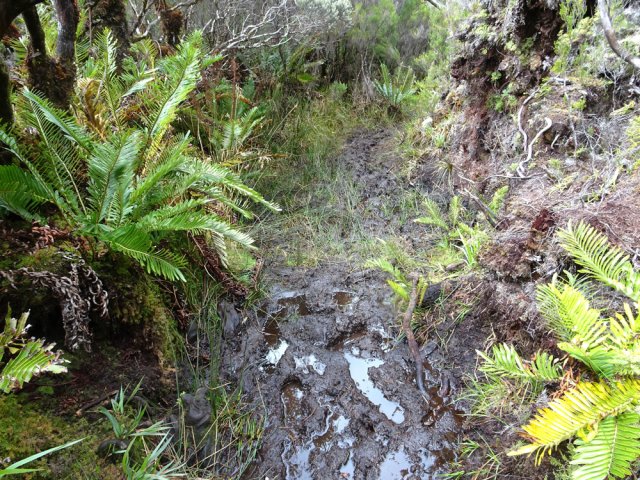 Les fausses osmondes en bordure du sentier très boueux