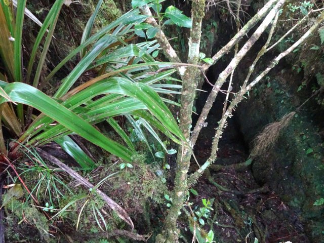 Une vue sommaire du gouffre à droite du sentier