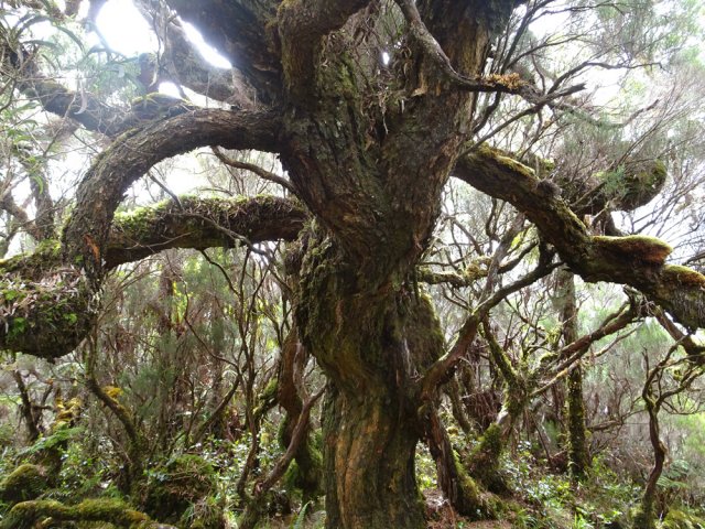 Très vieux tamarin encore debout