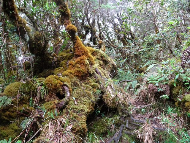 Des mastodontes dignes du Piton Tortue, centre de l'Univers