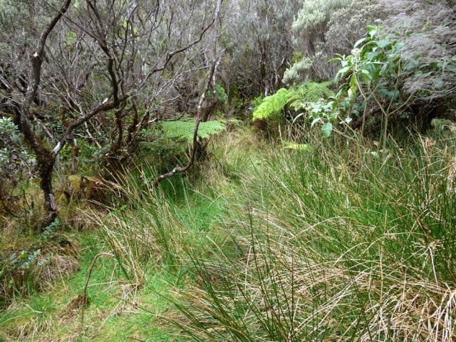 Quelques zones de joncs, signe également d'humidité
