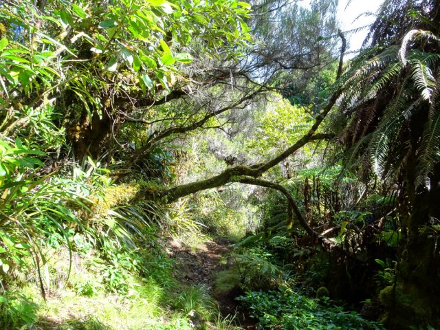 Large sentier dans les bois de couleurs