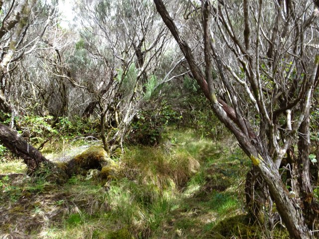 La fin de la montée s'effectue sous les branles verts dans d'anciens pâturages