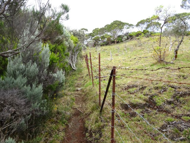 Dernière ligne droite en longeant les prairies envahies par les ajoncs d'Europe