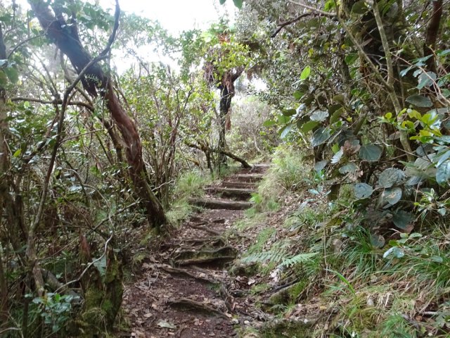 Après cette longue traversée, la montée au Piton de l'Eau est une balade