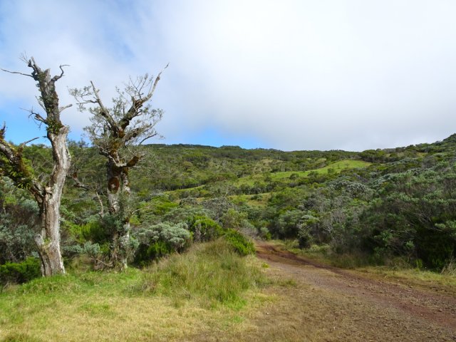 La piste se poursuit dans de nouveaux pâturages