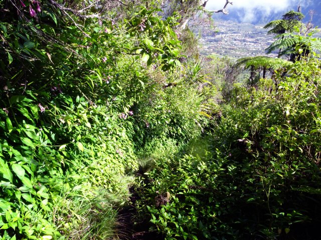 Longues portions bordées de califons aux belles fleurs roses