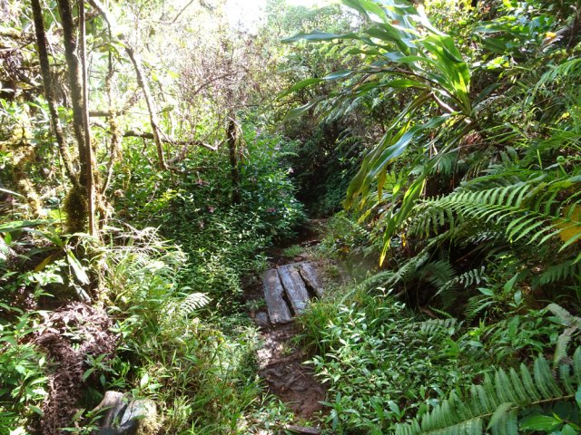 Les passerelles en bois de tamarin ont souffert des années