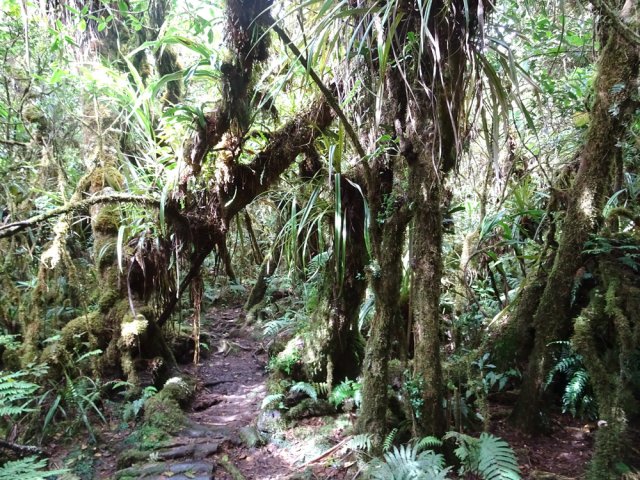 Très agréable sentier dans les mousses