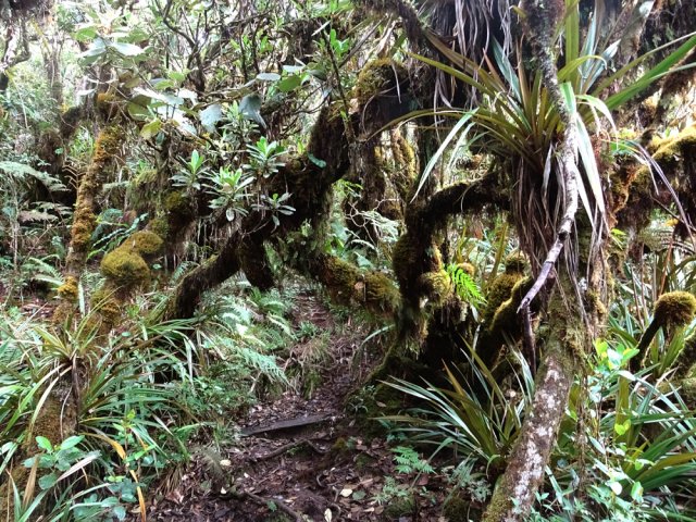 Il faut parfois se baisser sous les ponts végétaux
