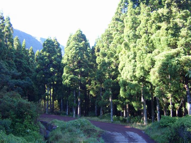 La forêt de cryptomérias occupe tout le bas du versant