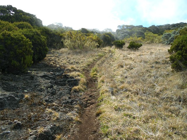 Le raccourci qui évite de marcher sur la Piste Forestière du Haut Tévelave