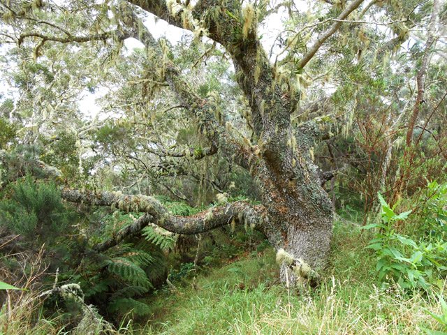 L'humidité de la région facilite l'installation des barbes de Jupiter