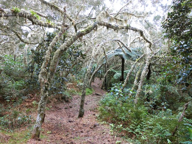 Difficile de trouver un seul tamarin droit