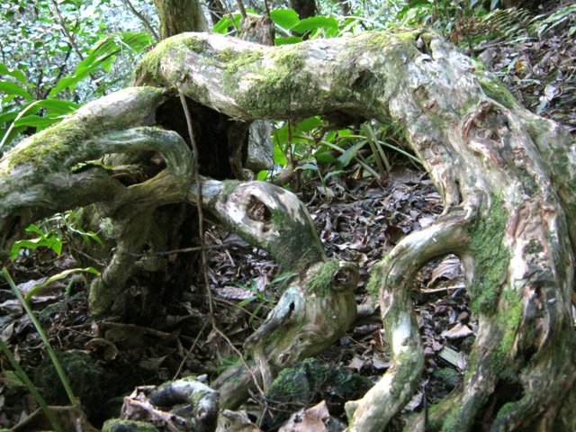 Les bois maigres aux magnifiques racines durant la descente du Malabar Mort