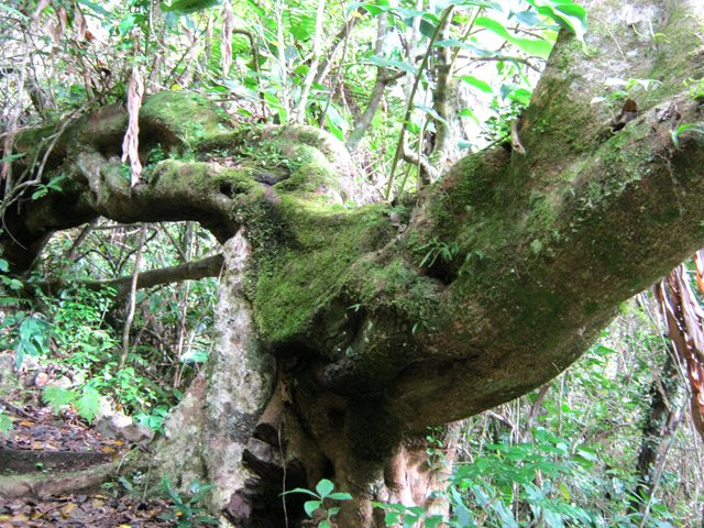 La racine a plus d'importance que le pied de l'arbre