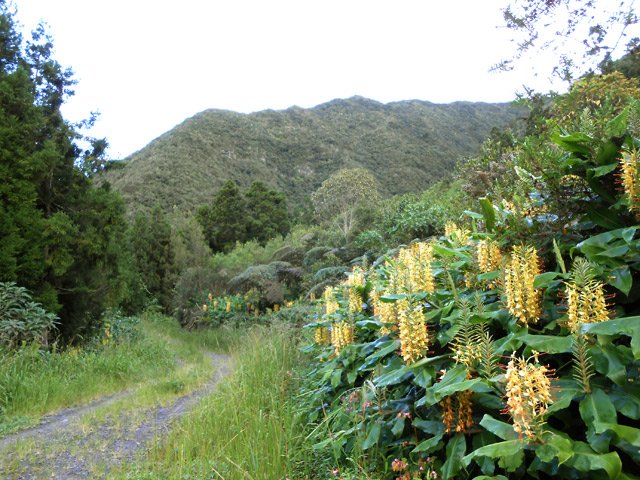 La Route Forestière 60 des Goyaves
