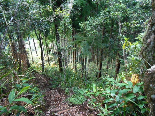 Forte montée le long de la forêt de cryptomerias