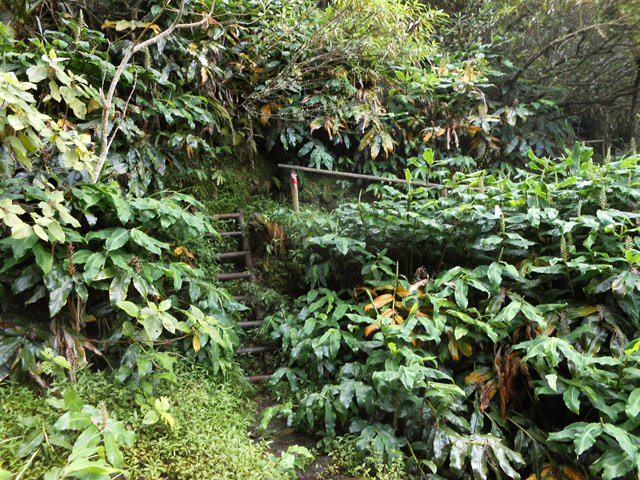 Un passage avec échelle rustique dans les longoses
