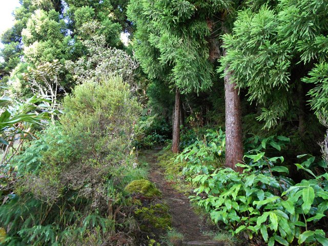Un autre passage près des cryptomerias